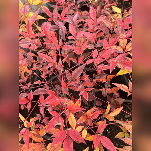 Nandina domesticata