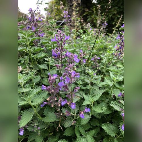 Nepeta (Walkers Blue)