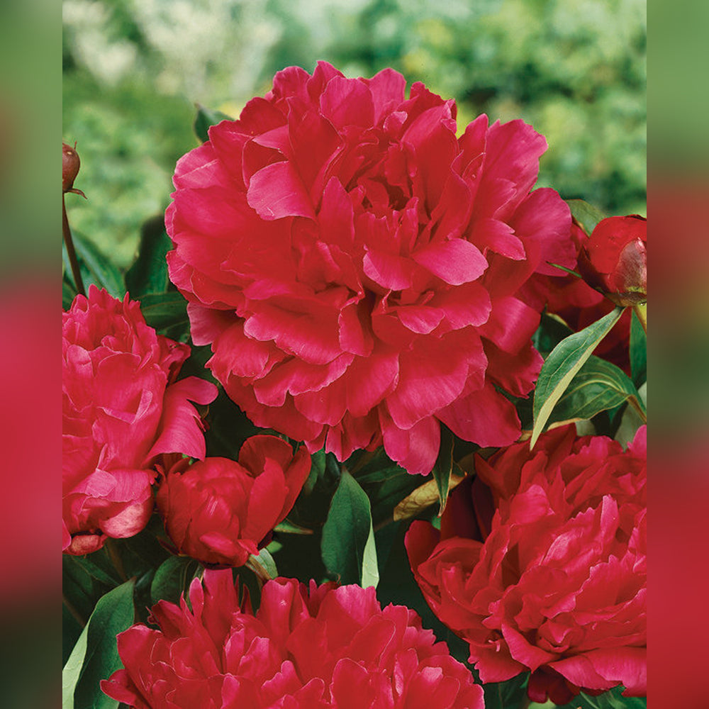 Paeony Rose ( 5 varieties available)