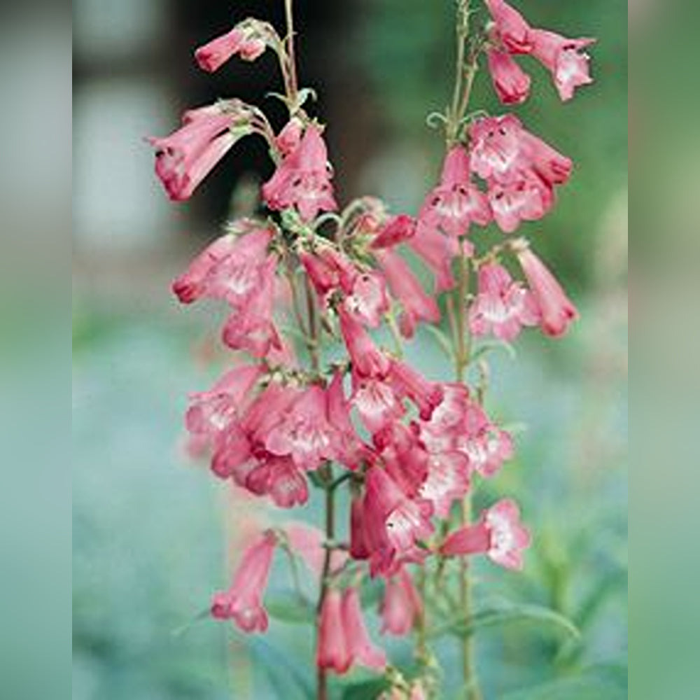 Penstemon (9 Varieties Available)