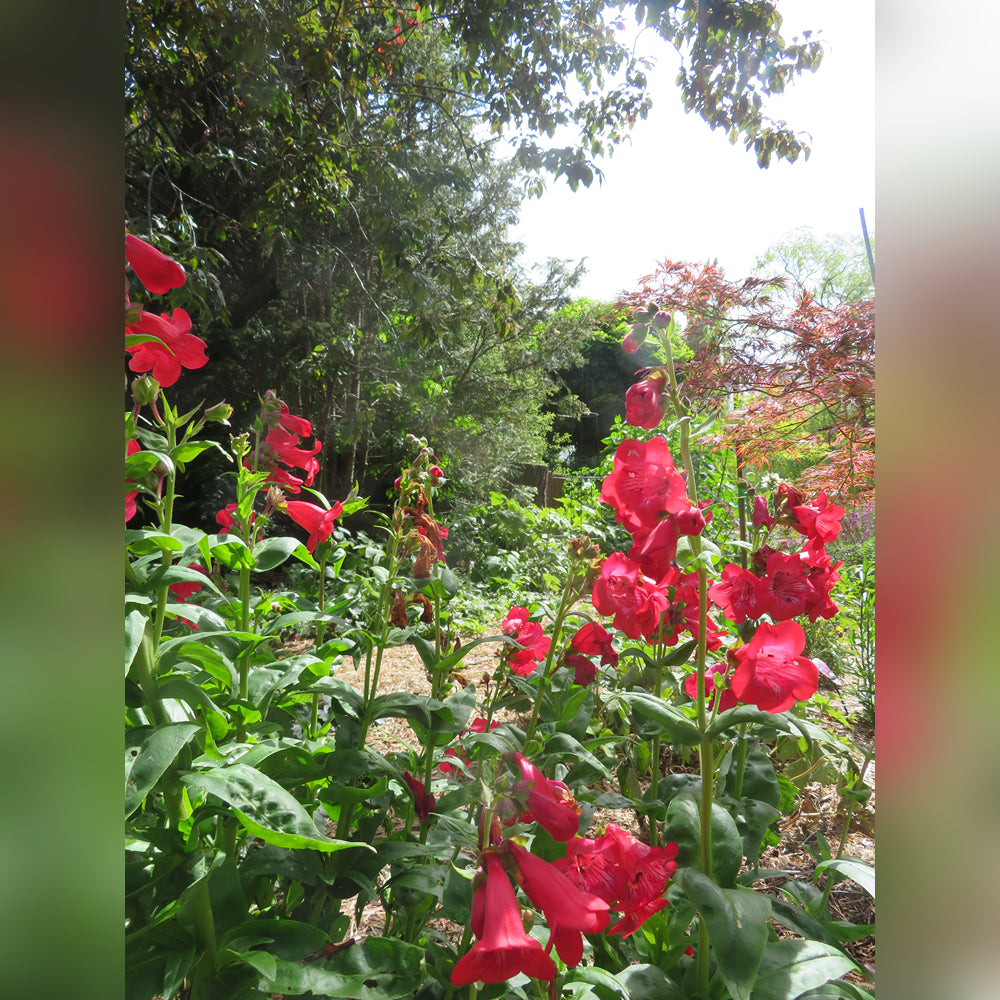 Penstemon (9 Varieties Available)