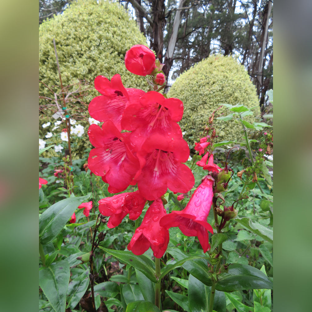 Penstemon (9 Varieties Available)