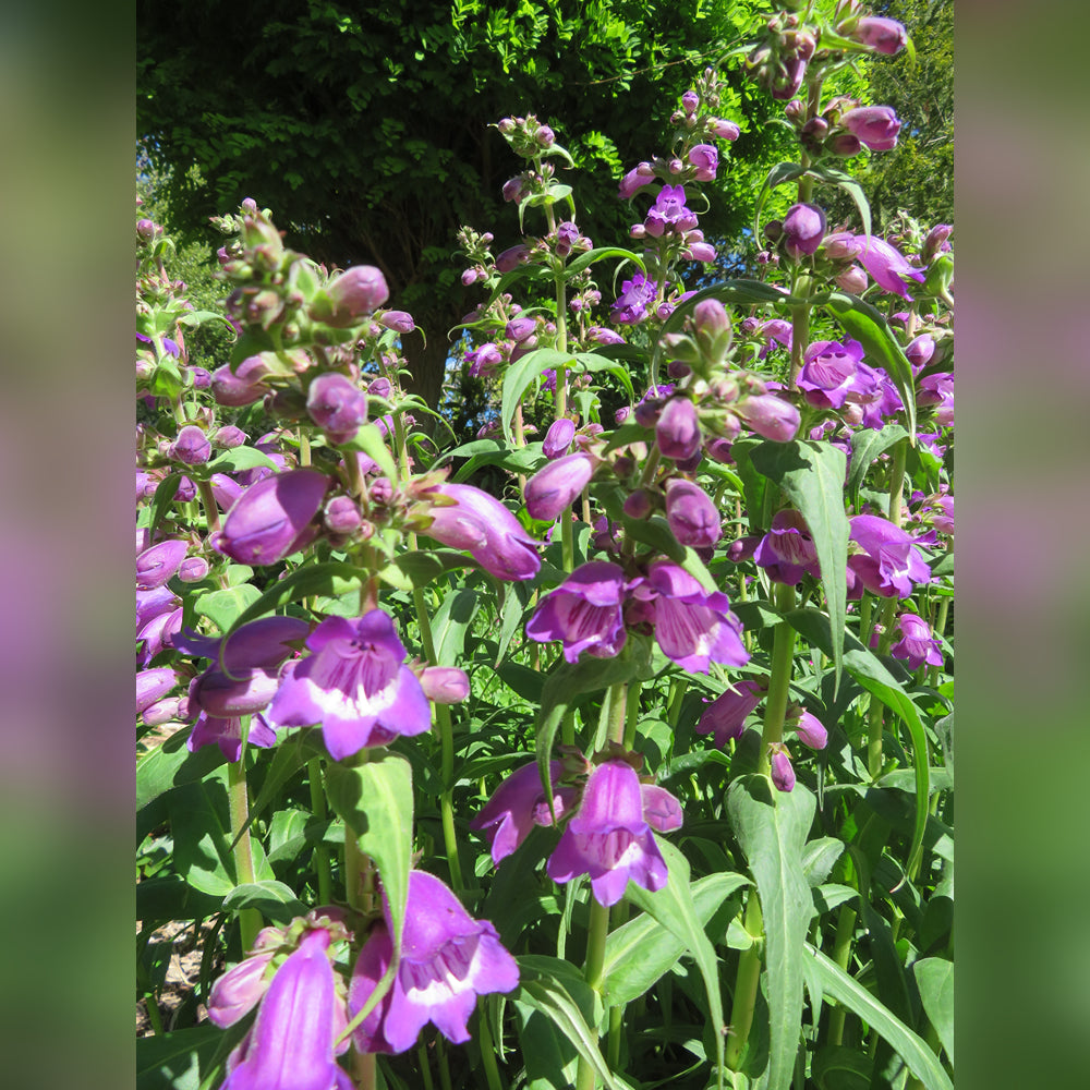 Penstemon (9 Varieties Available)