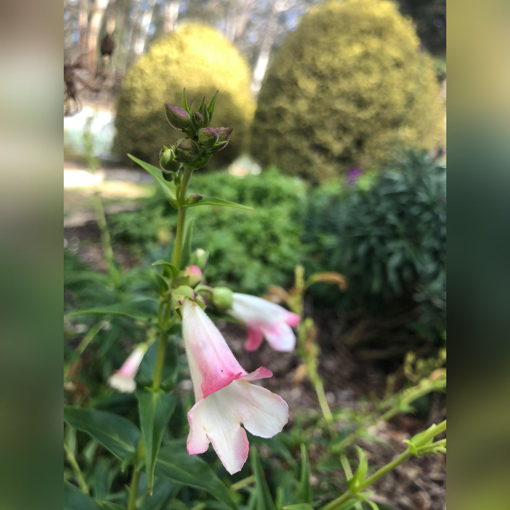 Penstemon (9 Varieties Available)