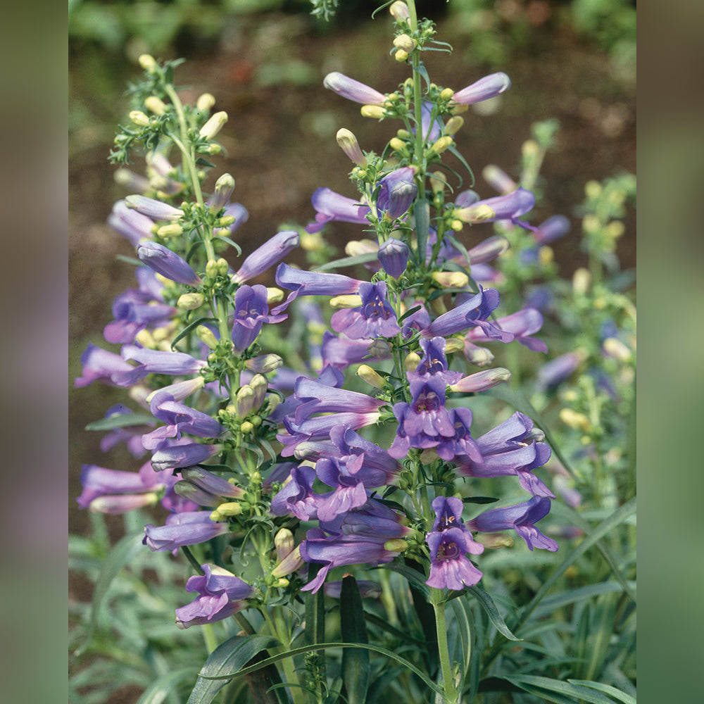 Penstemon (9 Varieties Available)