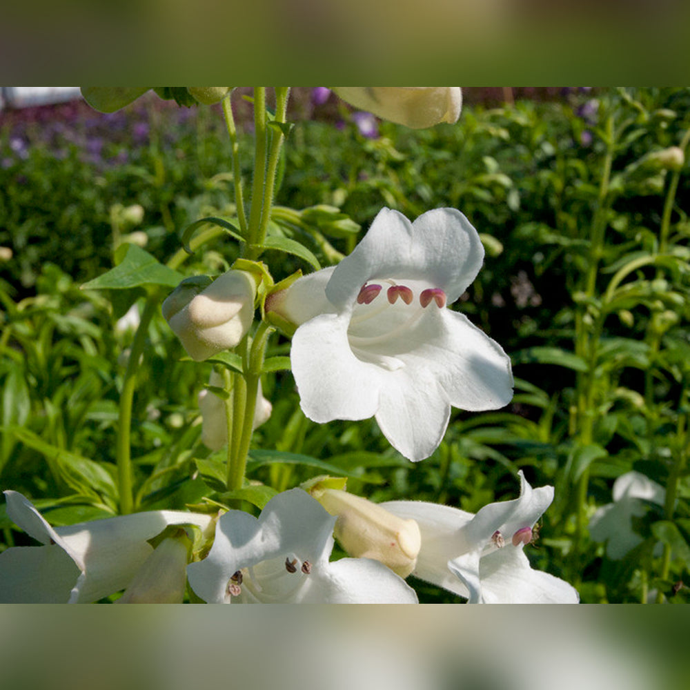 Penstemon (9 Varieties Available)