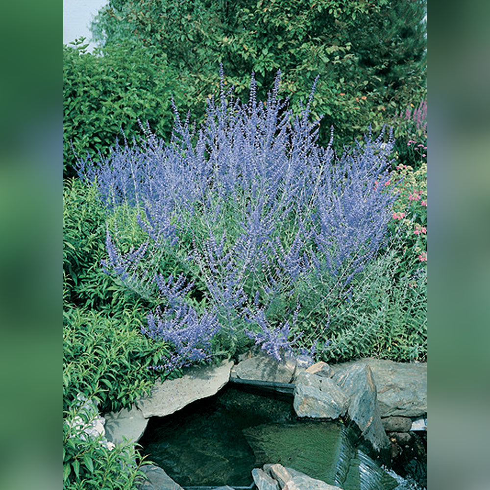 Perovskia Blue Spires (Russian Sage)