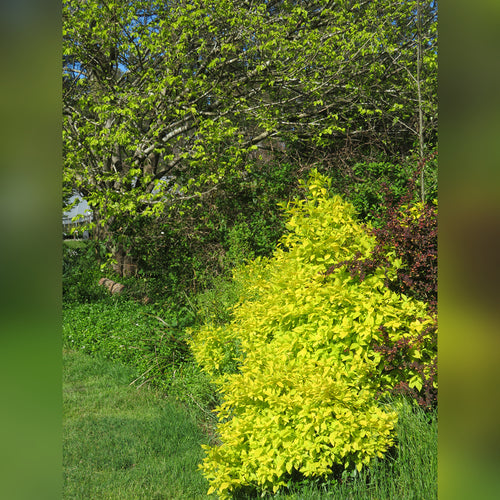 Philadelphus coronarius (Aureus)