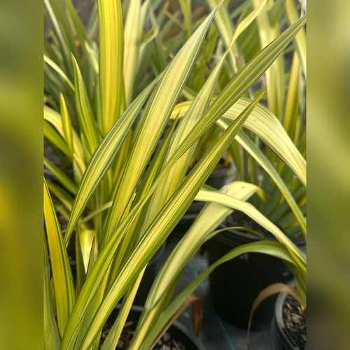 Flax (Phormium) (9 varieties Available)