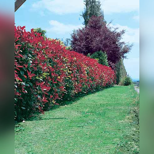 Photinia Rubens