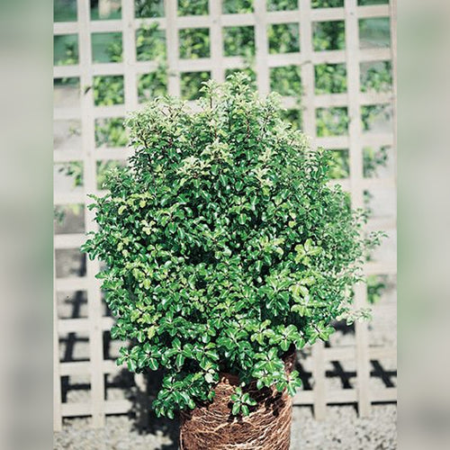 Pittosporum Gold Star