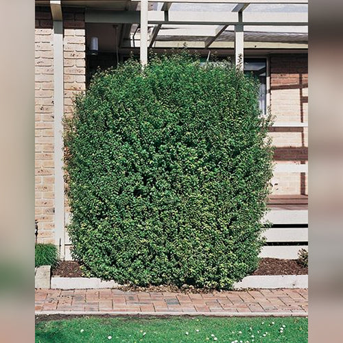 Pittosporum Green Pillar