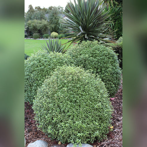 Pittosporum Golf Ball