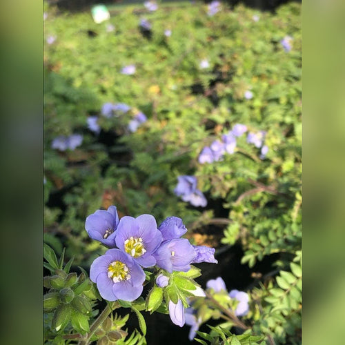 Polemonium (Blue Dove)