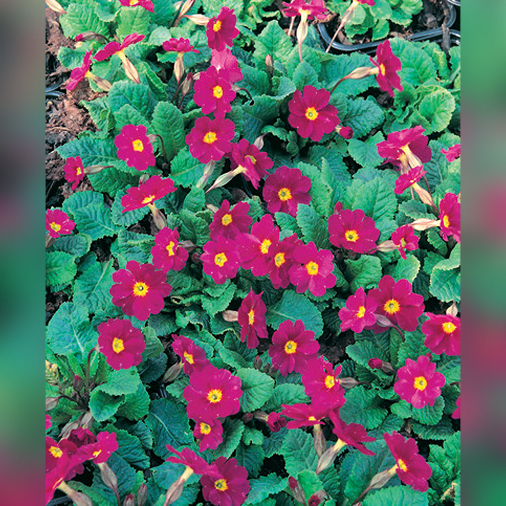 Princess Primula Primula (4 Varieties Available) – Tablelands Nurseries Online