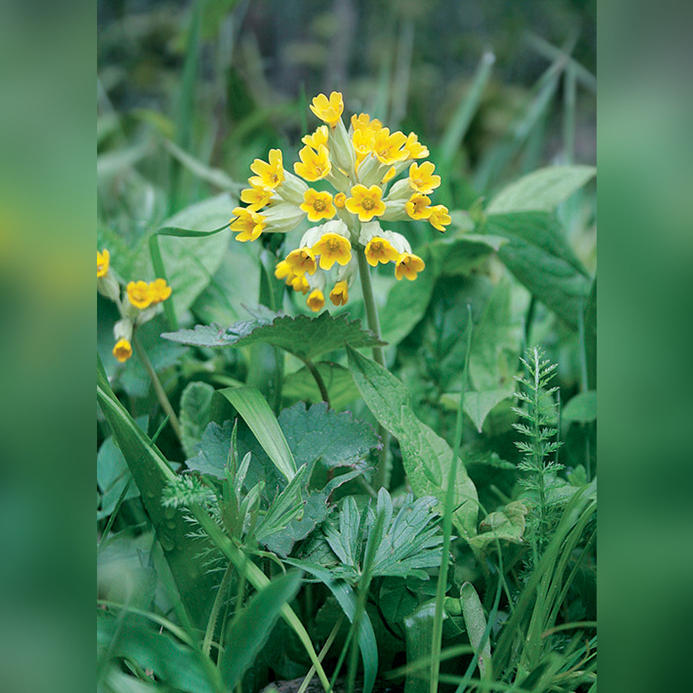 Primula (4 Varieties Available) – Tablelands Nurseries Online