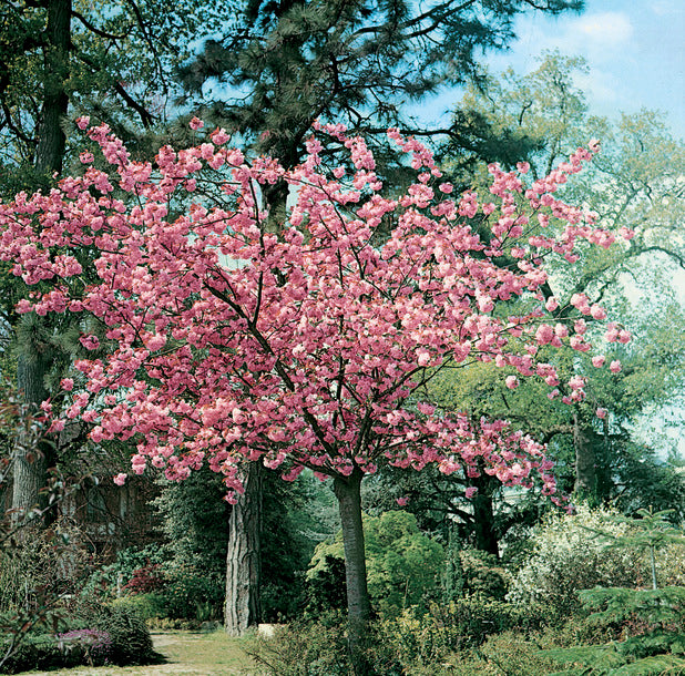 Prunus Fugenzo (JH Vietch)