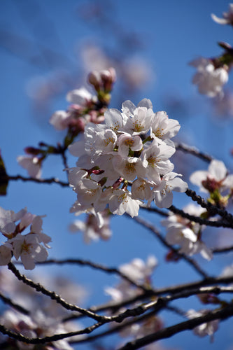 Prunus Yoshino