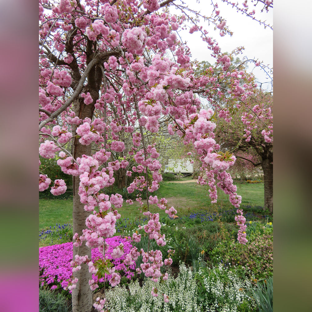 Weeping Cherry (3 Varieties Available)