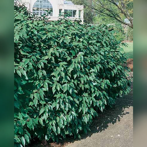 Portuguese Laurel