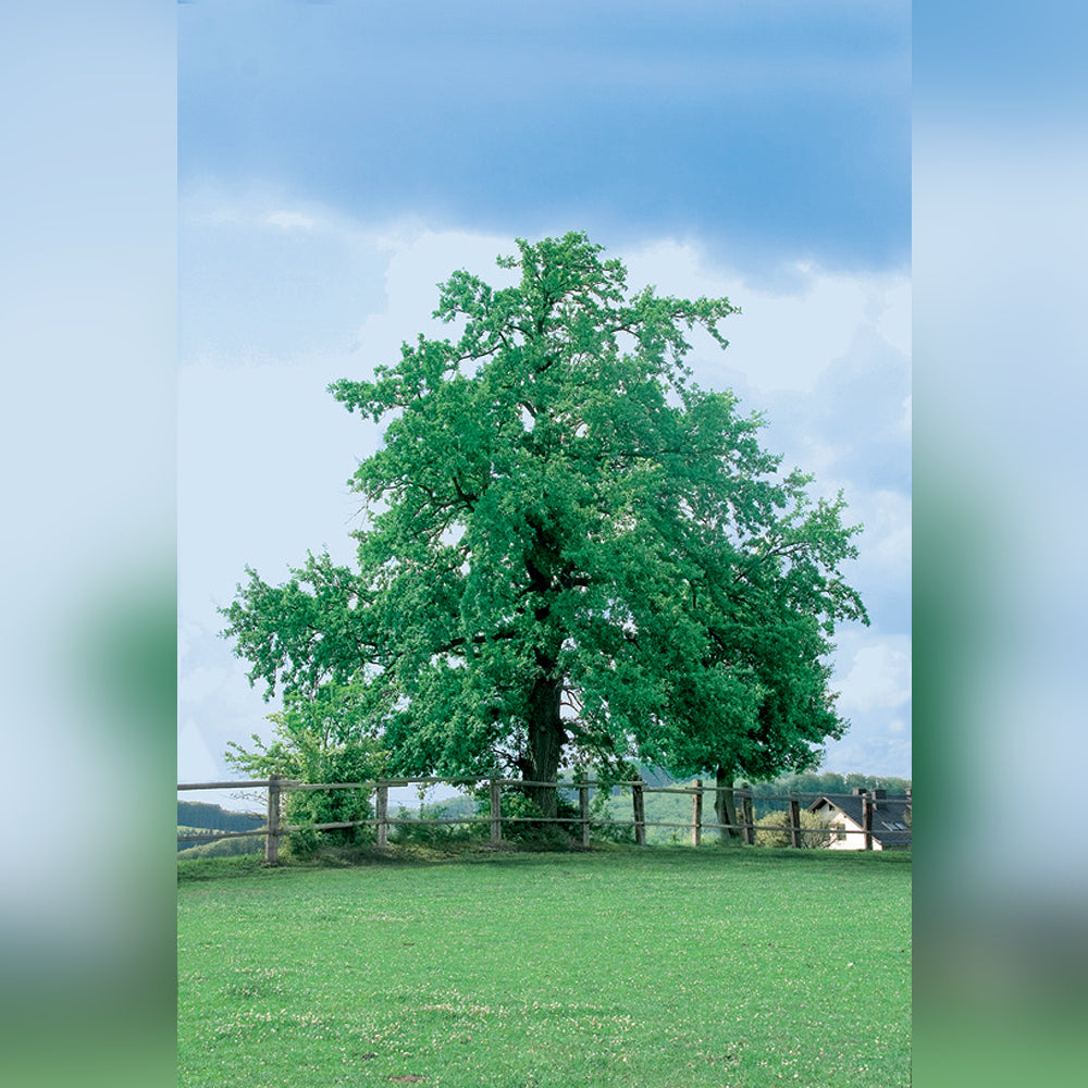 Oak Tree (3 Varieties Available) – Tablelands Nurseries Online