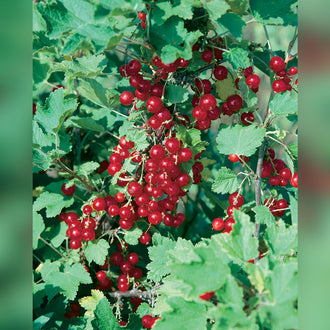 Currants (4 Varieties Available) - Tablelands Nurseries Online 