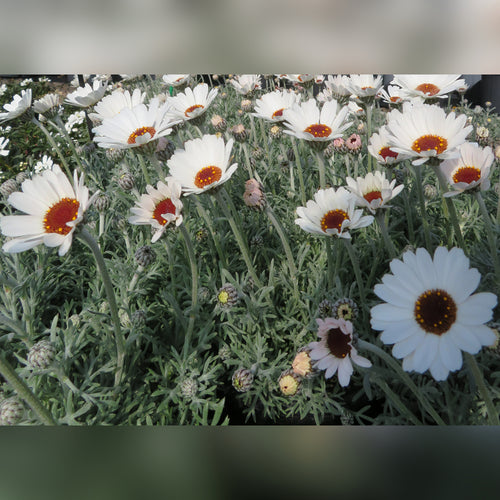 Rhodanthemum (African Eyes) 2 Varieties Available