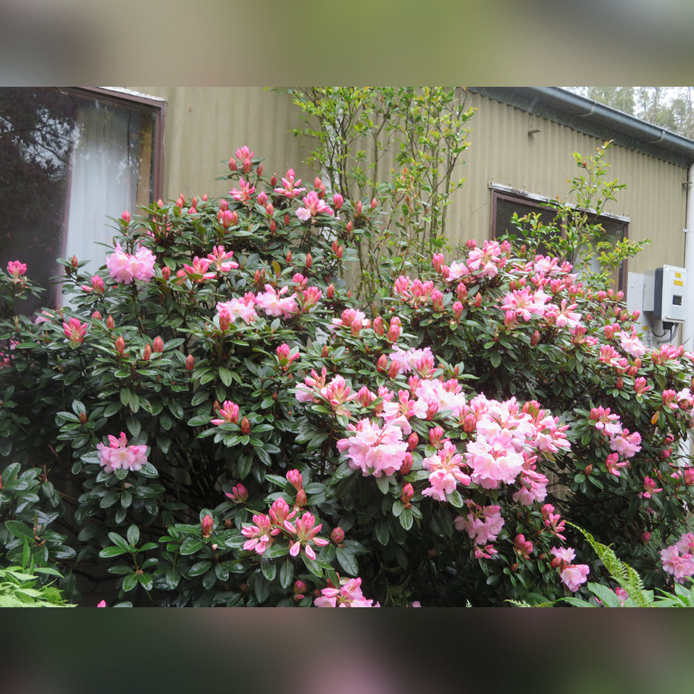 Singular Rhododendron Rhododendron (5 Varieties Available) – Tablelands Nurseries Online
