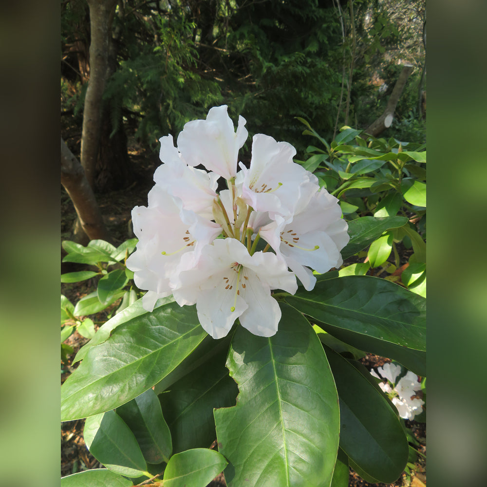 Eastern Native Rhodadendron Rhododendron (5 Varieties Available) – Tablelands Nurseries Online