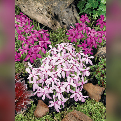 Rhodohypoxis baurii