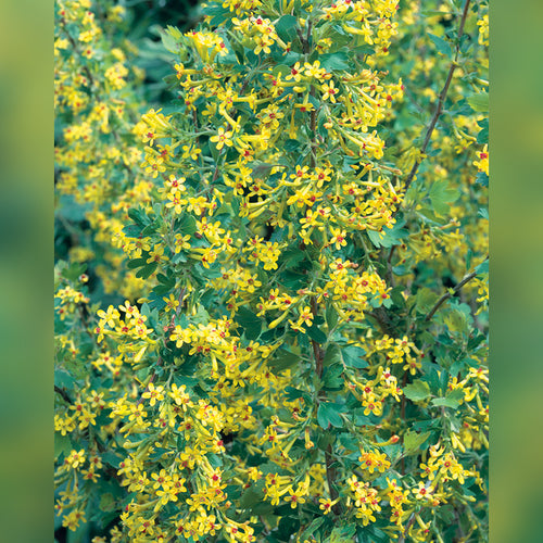 Ribes odoratum (Clove Currant)