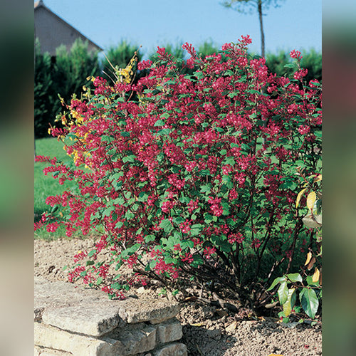 Ribes sanguineum (Flowering Currant)