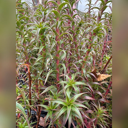 Richea gunnii