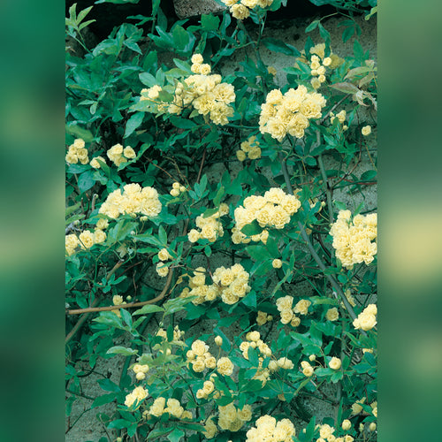 Rosa banksiae (2 varieties available)