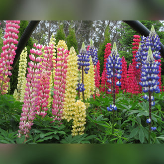 Lupinus polyphyllus (8 Varieties Available)