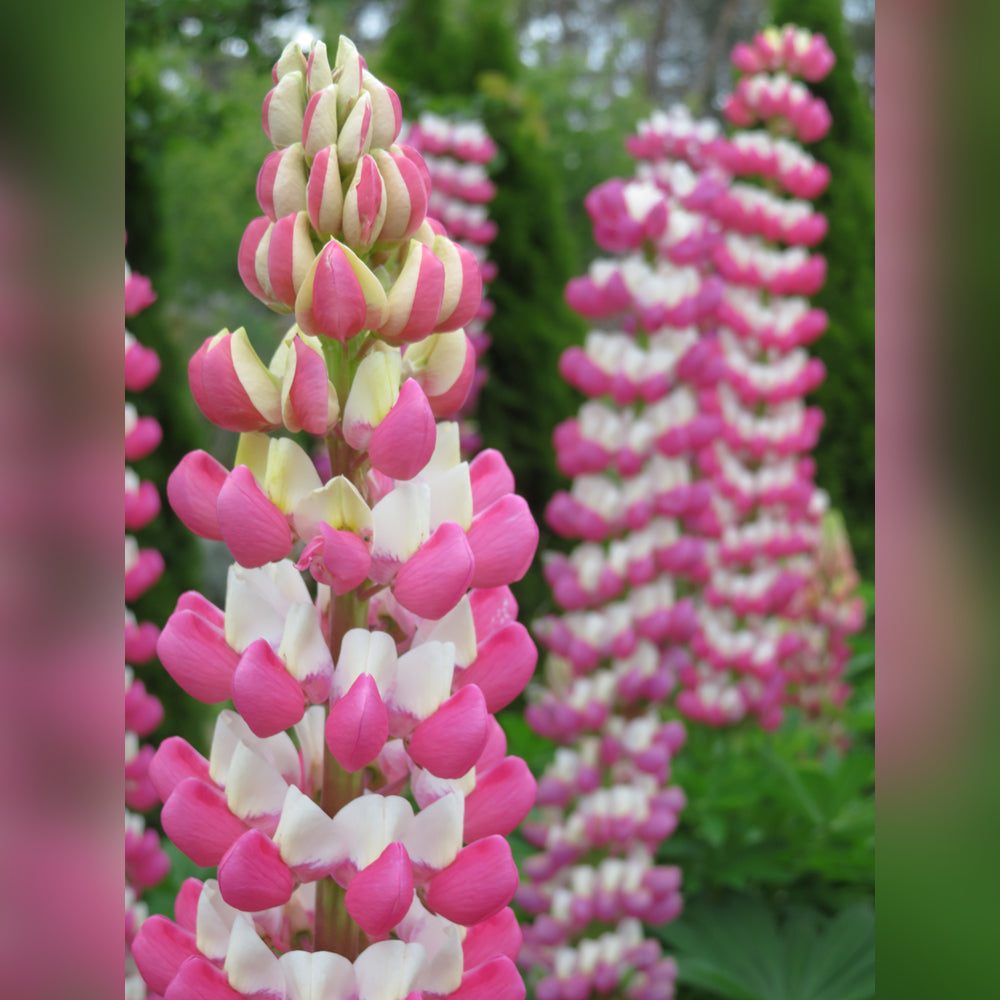 Lupinus polyphyllus (8 Varieties Available)