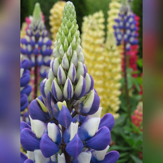 Lupinus polyphyllus (8 Varieties Available)