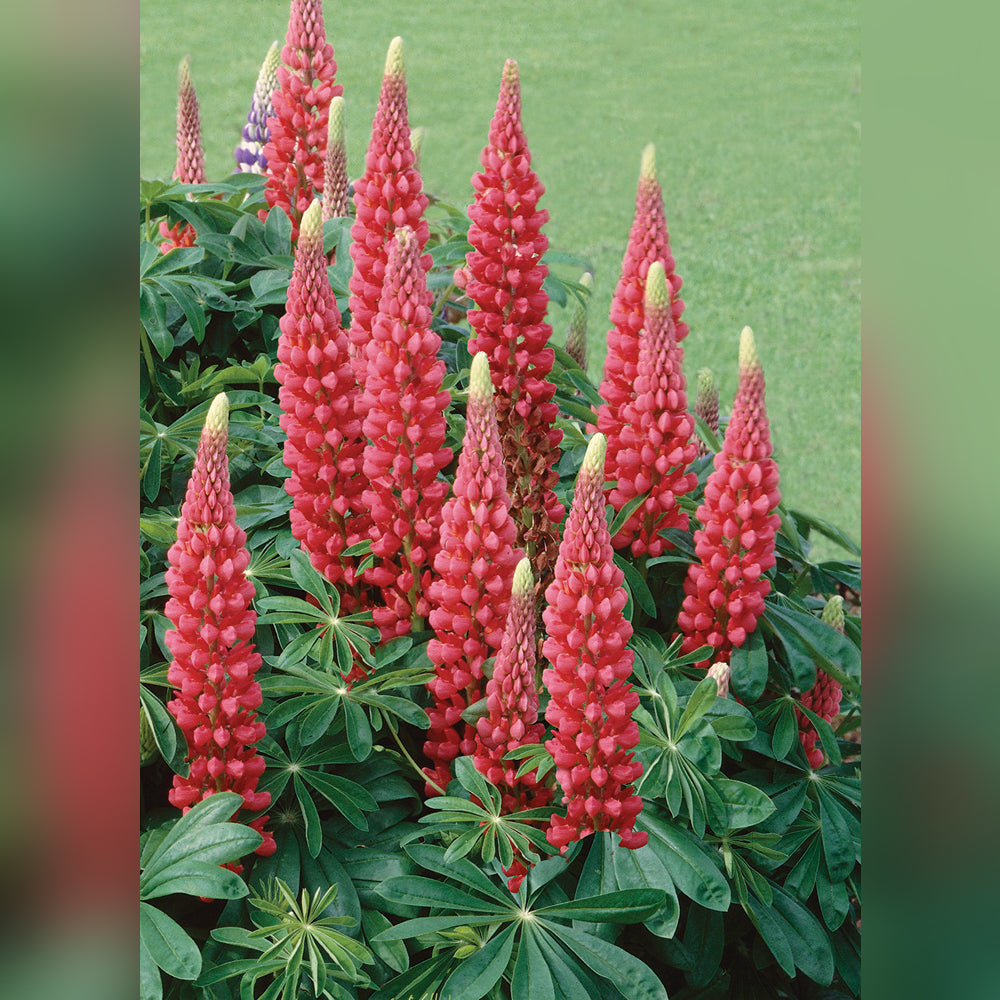 Lupinus polyphyllus (8 Varieties Available)