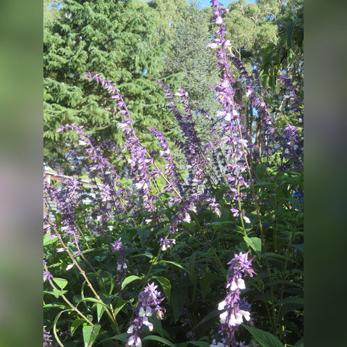 Salvia  (2 Varieties Available)