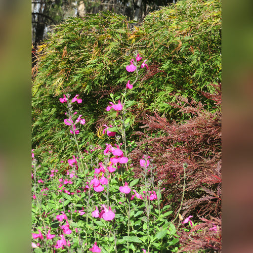 Salvia microphylla (8 Varieties Available)