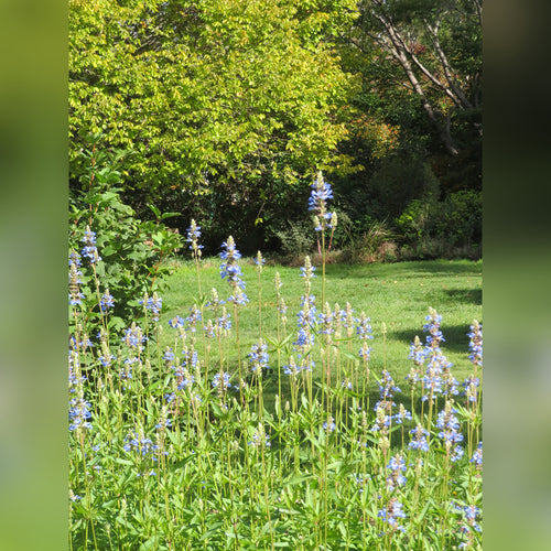 Salvia uliginosa (Bog Sage)