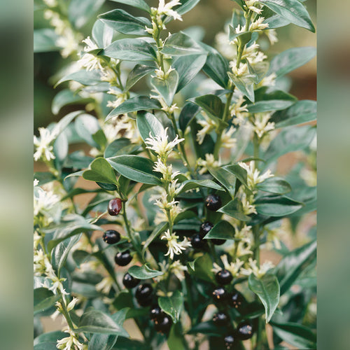 Sarcococca confusa (Sweet Box)