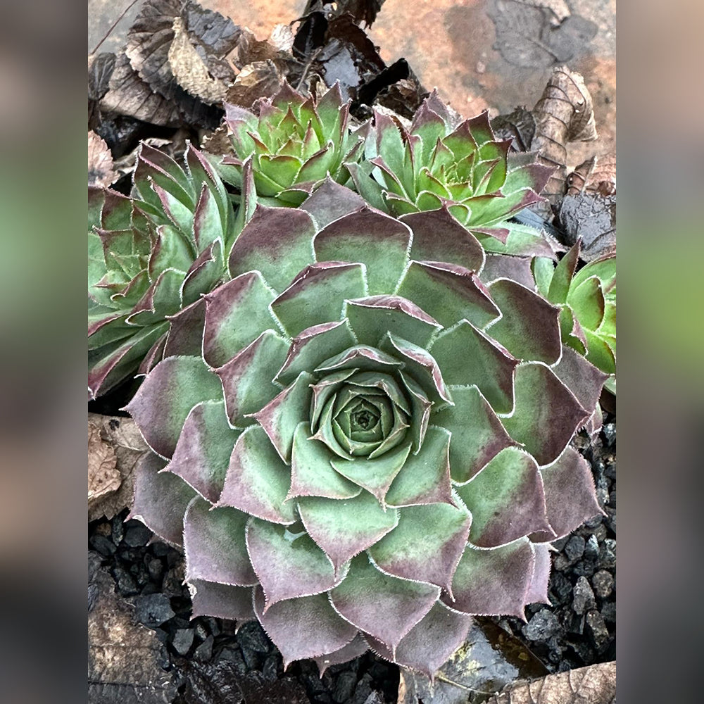 sempervivum succulent types Sempervivum spp (5 varieties available)