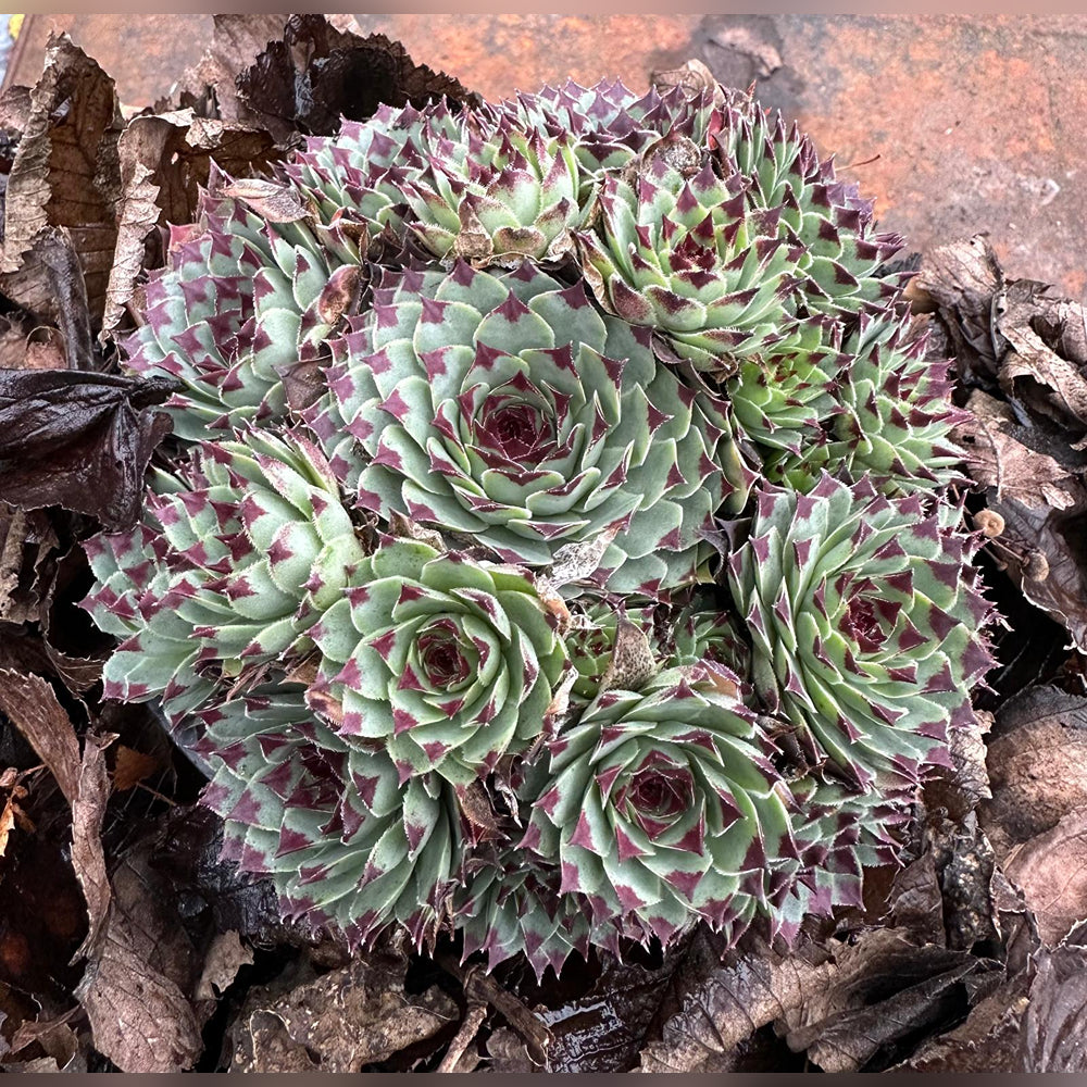 sempervivum succulent types Sempervivum spp (5 varieties available)
