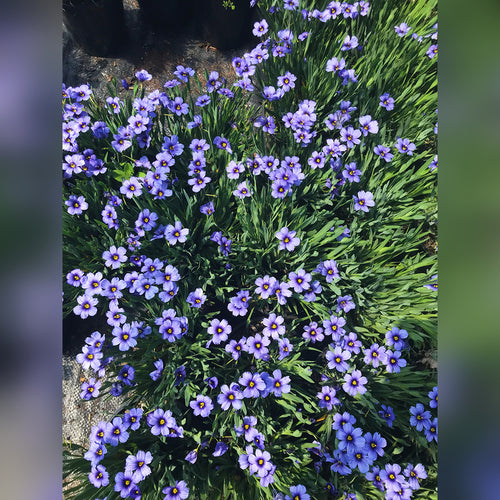 Sisyrinchium (Devon Skies)