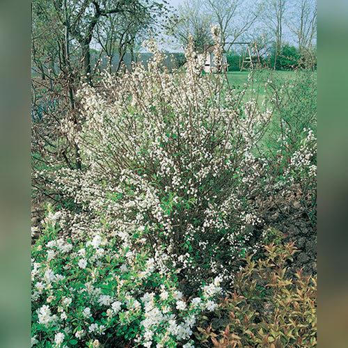 Spiraea prunifolia