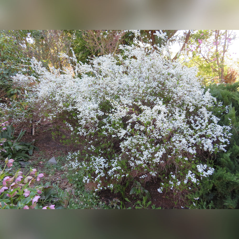 Spiraea thunbergii