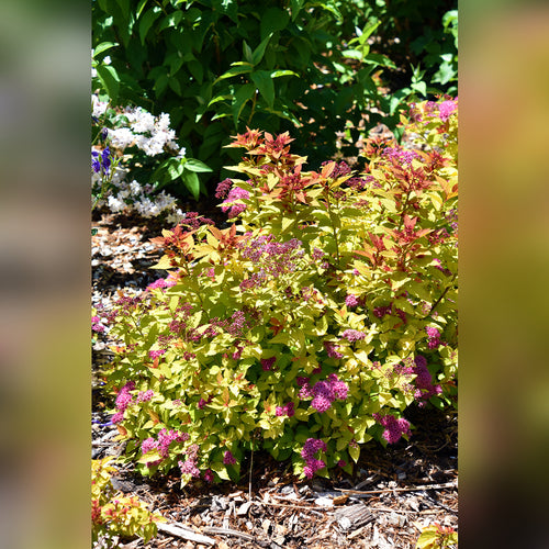 Spiraea japonica (Gold Flame)