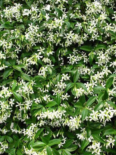 Trachelospermum jasminoides 'Star Jasmine'