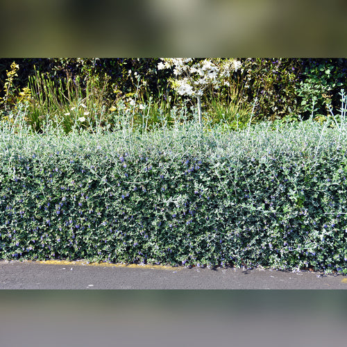 Teucrium fruticans (Bush Germander)